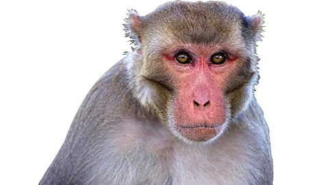 Monkey