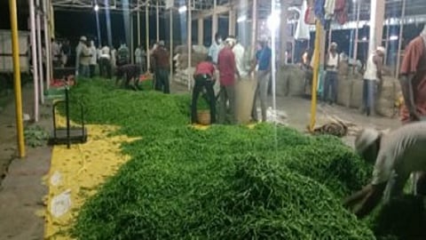 exporting of Green chilly started in amravati district  
