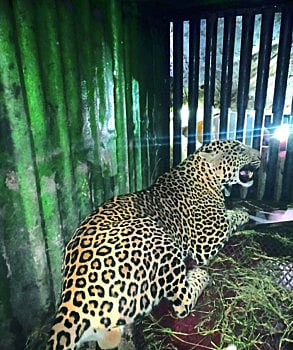 Leopard caged in Phungi  Pimpalgaon