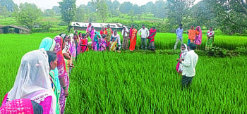 भातशेतीसाठी ‘एसआरटी’ तंत्रज्ञानाचा आदिवासी भागात वापर !