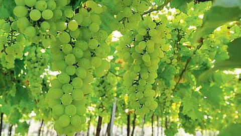 grapes crops need suitable rain