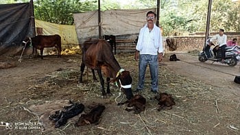 ढोर बाजारात विक्रीसाठी आली आणि गायीने आश्चर्यकारक अशी लाखात एक घटना घडवली 