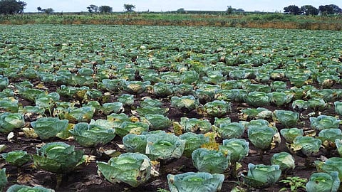 Satara