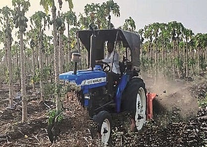 Papaya Farmers, Chakur News 