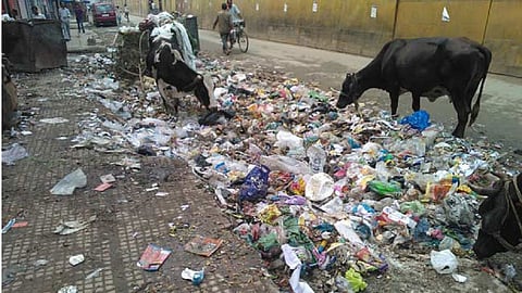 yavatmal city getting too dirty as ignorance of cleanliness 