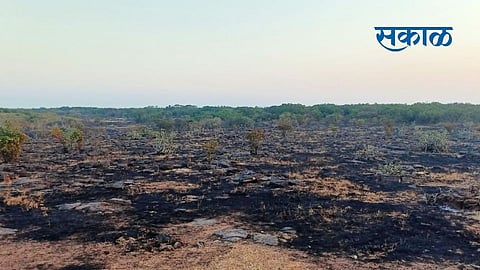 मावळ : वणव्याच्या आगीत होरपळली पठारे