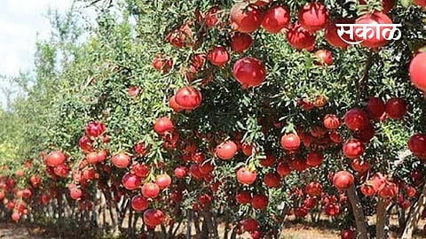 Pomegranate_Sakal
