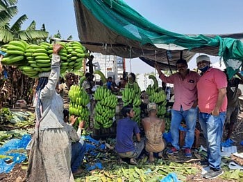 केळी निर्यात बंगाली कामगारांवर अवलंबून !