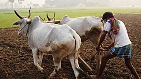 Rabi-sowing
