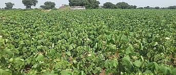 Rains have damaged mug and urad crops