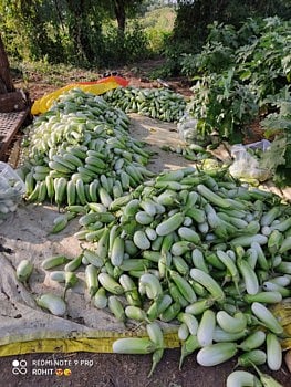 कोरोना संकटातही शहापूरच्या शेतकऱ्यांने एकरी चार लाखाचे मिळवीले उत्पन्न  