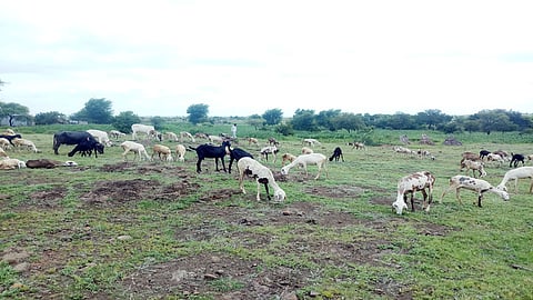 Satara