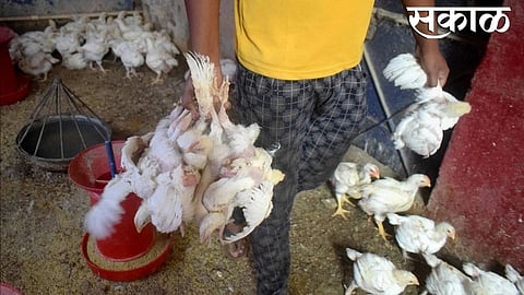 bird flu