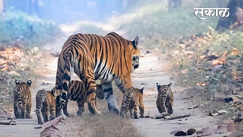 5 cubs of tiger found in Umred-Karhandla Sanctuary in Nagpur 