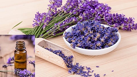  health news benefits of lavender essential oil