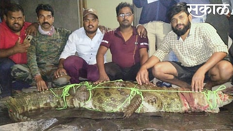 Crocodile nine feet long in kolhapur khochi