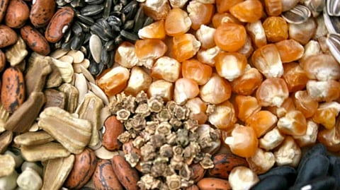 Bogus Seed