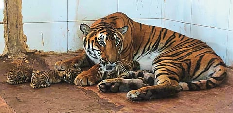 Smruddhi Tigress Give Birth To Culfs