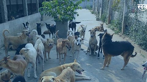 Dog News
