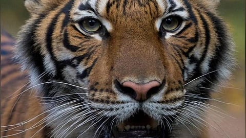 प्राण्यांनाही होतोय कोरोना; वाचा कोणते प्राणी आहेत ते...