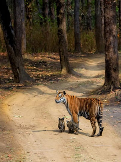 Tadoba Tiger