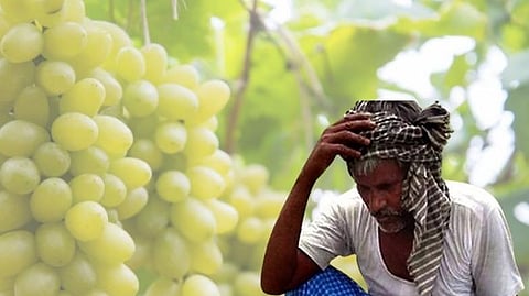 grapes farming