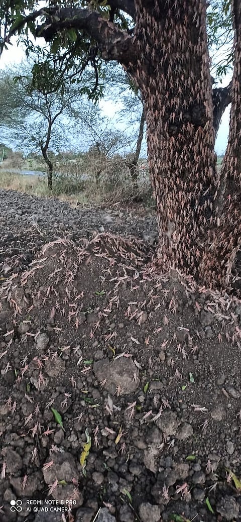 What damage is done to agriculture by lousts