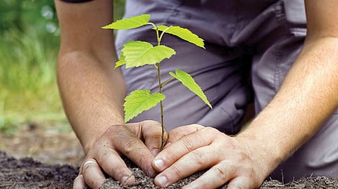Tree-Plantation