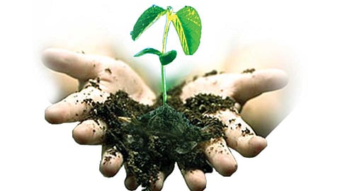Tree-Plantation