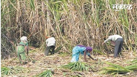  Big drop in sugarcane tonnage this year; Farmers are helpless