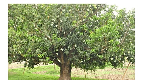 mango
