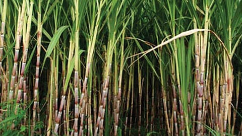 Demands of sugarcane workers to the government