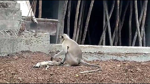 Washim-Monkey