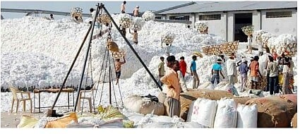 cotton