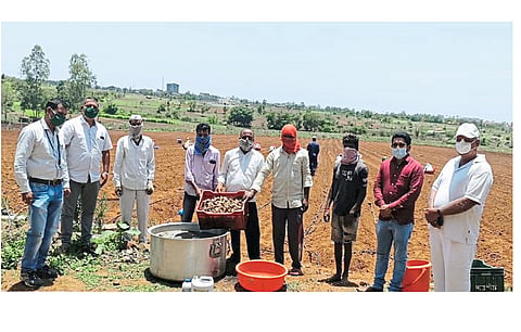 Hatkanangale taluka will be covered with sugarcane crop Kolhapur Marathi News