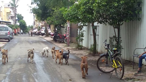 dogs