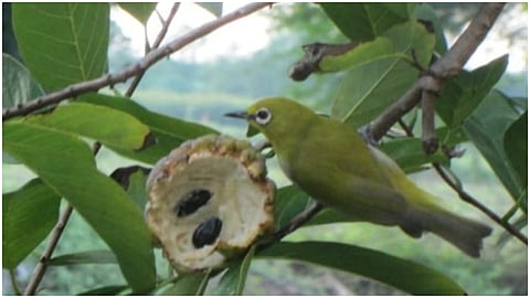 White eye
