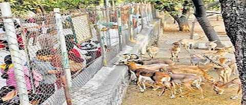 Zoo Park