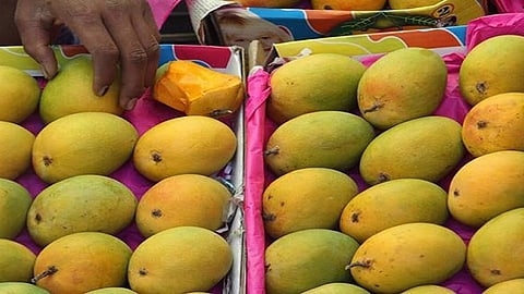 How to Detect Carbide Free Mangoes 