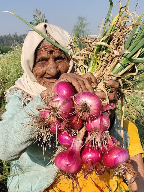 Grandma in Nevasa knows which crop gets the best market price