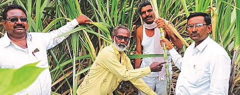 Director of Tanpure factory in the field for sugarcane