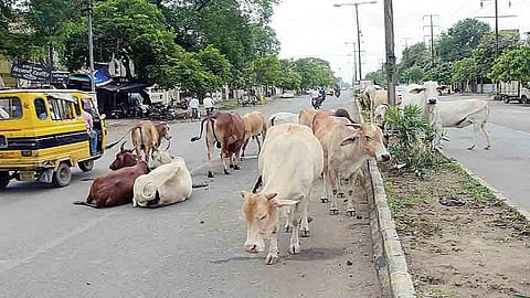 Contract for catching animals given by the Municipal Corporation