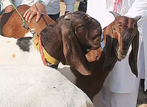 बकरी ईदच्या पार्श्वभुमीवर राज्यात तगडा बंदोबस्त; अवैध प्राण्यांच्या वाहतूकीवर जबर कारवाई होणार