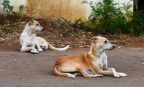 धक्कादायक! लॉकडाऊनमध्ये 200 भटक्या कुत्र्यांचा मृ्त्यू