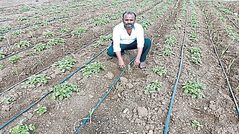 खटाव तालुक्‍यातील शेतकऱ्यांचा आंतरपिके घेण्याकडे कल; बटाटा, कांदा, वाटाण्याला सर्वाधिक पसंती