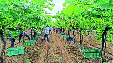 arli grapes.jpg