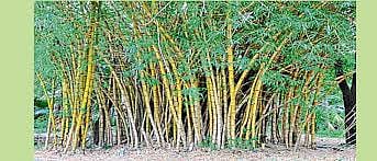 bamboo