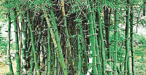 Sakal Samvad : Get enough income from bamboo cultivation