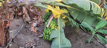 banana.