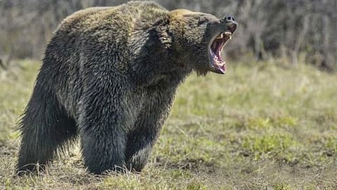 bear